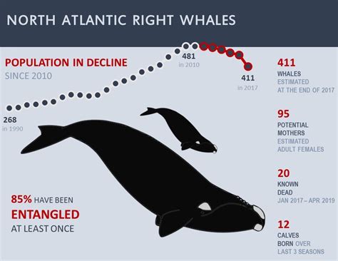 north atlantic right whale population
